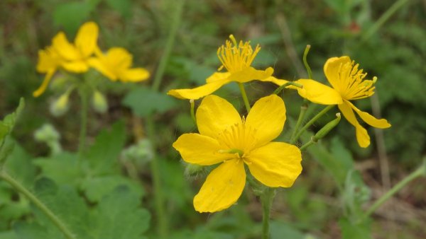 Донник Лютик чистотел