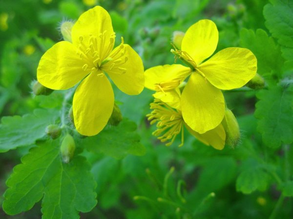 Донник Лютик чистотел