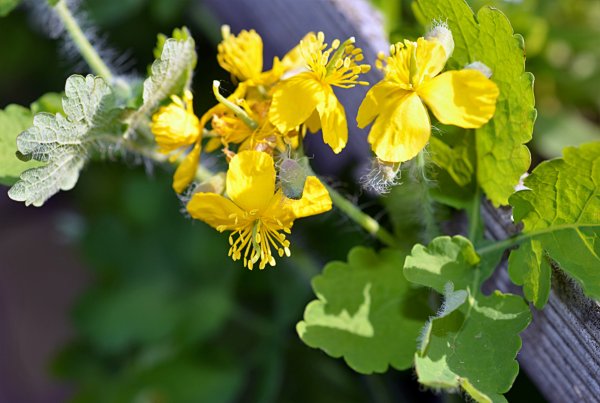 Донник Лютик чистотел