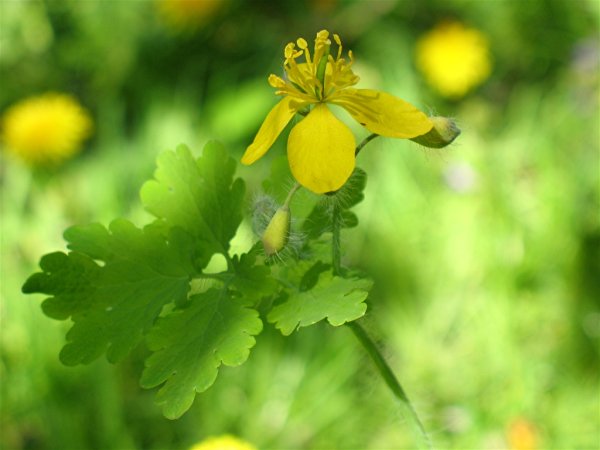 Цветы чистотела лечебные