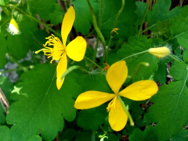 Чистотел цветение