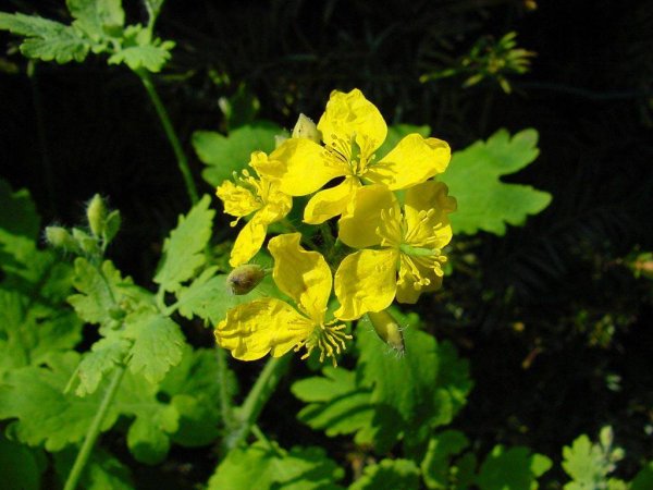 Чистотел Лесной