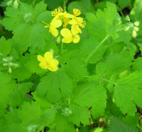 43. Чистотел большой (Chelidonium majus