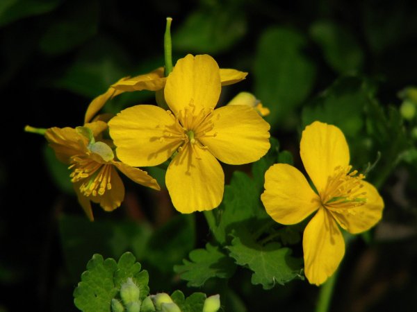 Chelidonium majus