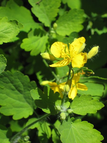 Чистотел соцветие