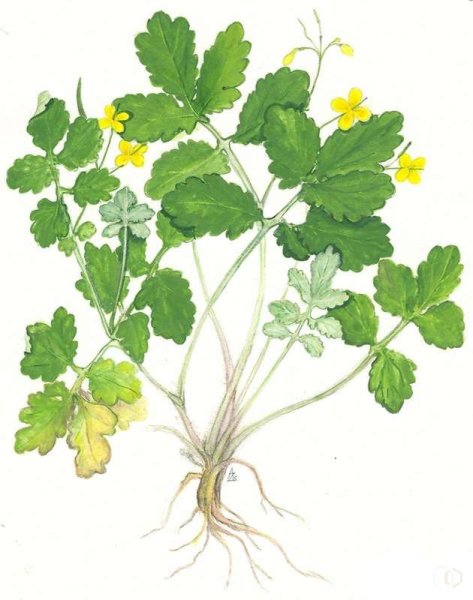 Чистотел большой Фармакогнозия