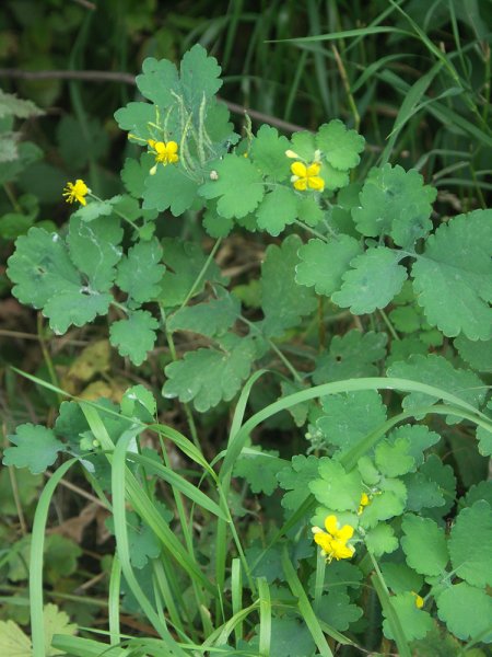 Чистотел Луговой