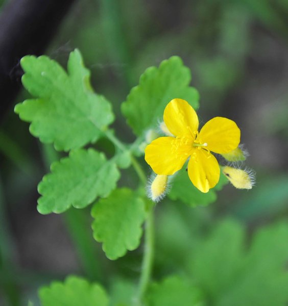 Чистотел Луговой