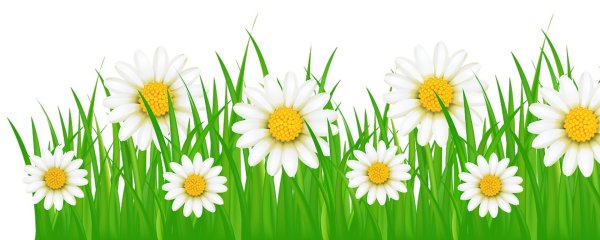 Разноцветные ромашки на прозрачном фоне