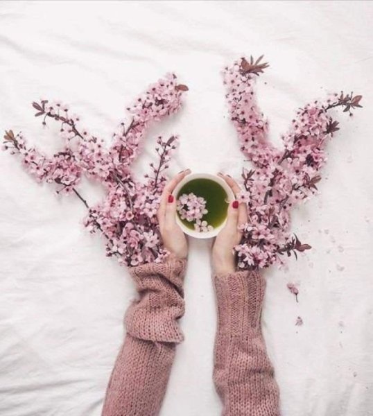 Креативное растение