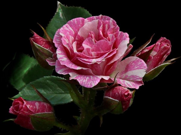 Розовые цветы абстракция