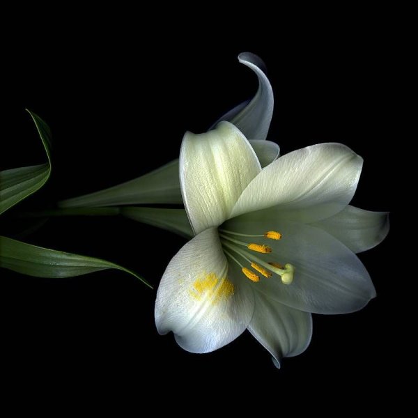 Роза Сигни Нуар