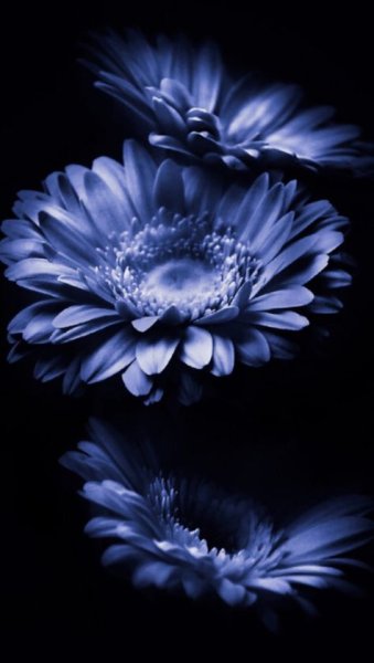 Цветы в каплях