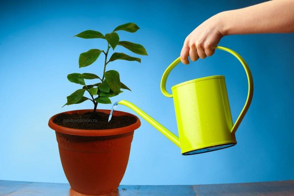Поливать цветы