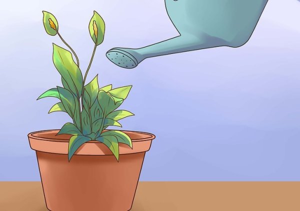 Поливают цветы в горшках