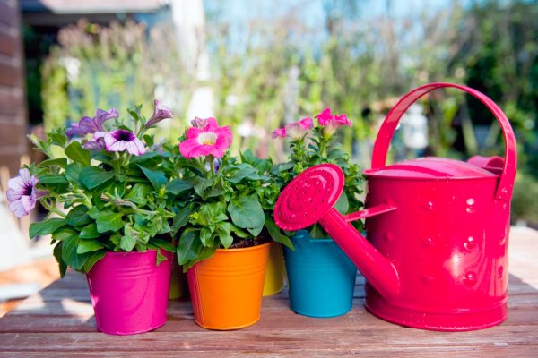 Цветы в лейке