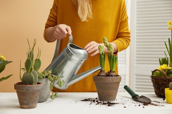 Поливка цветов