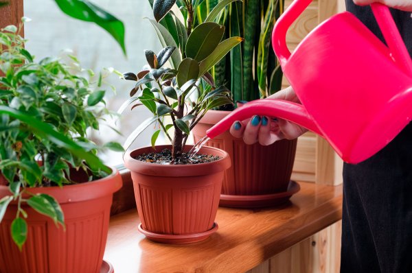 Фикус полив