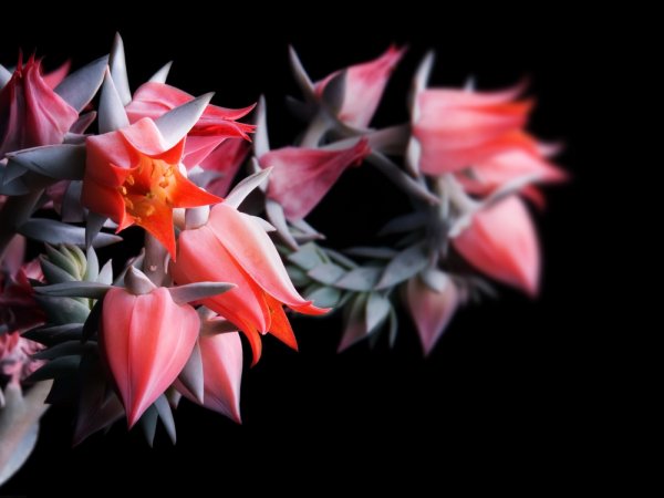 Колокольчик Сибирский лиловые колокола