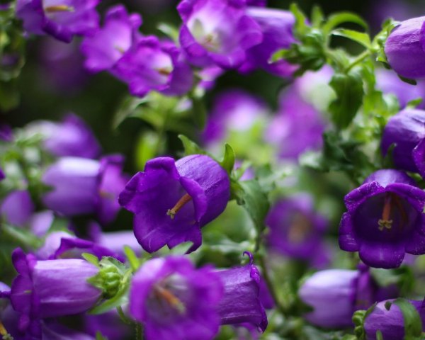 Волшебный мир фокусов