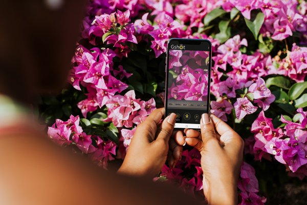 Цветок для фокуса распускание