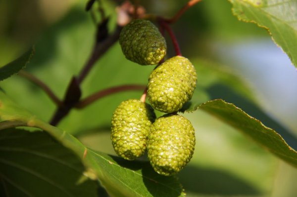 Alnus glutinosa (ольха европейская)