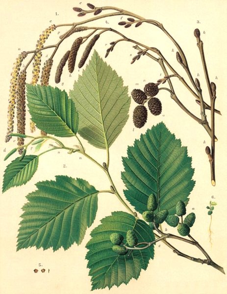 Ольха серая, или ольха белая (Alnus incana)