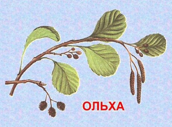Ольха рисунок