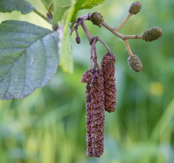 Ольха черная (Alnus glutinosa)