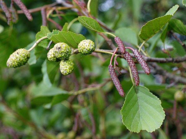 Alnus glutinosa (ольха европейская)