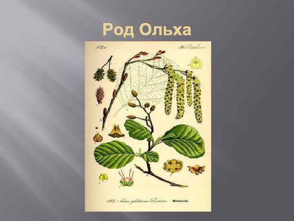 Покрытосеменные растения ольха