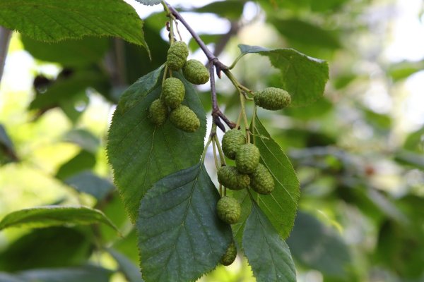 Ольха серая Alnus incana
