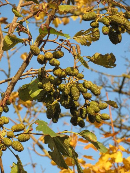 Alnus glutinosa (ольха европейская)