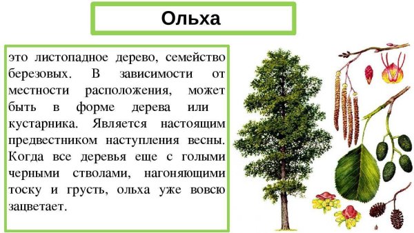 Соплодия ольхи Фармакогнозия