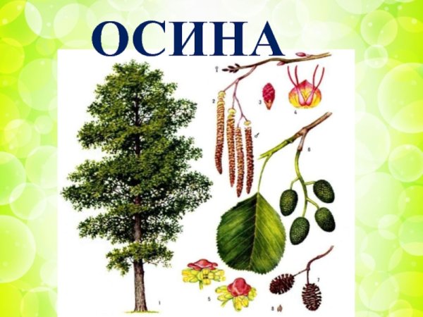 Вяз гладкий семена
