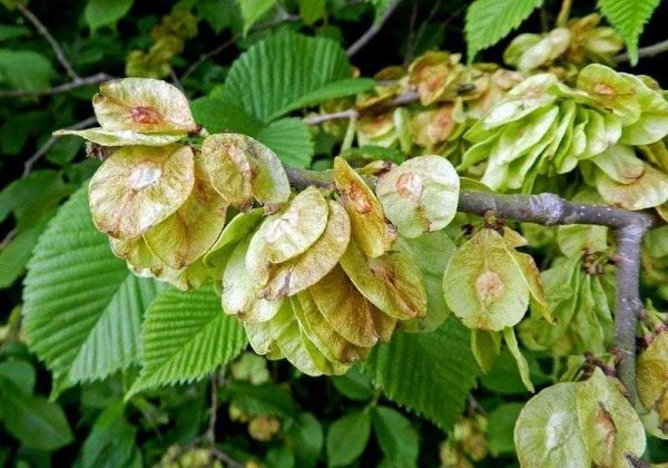 Ольха клейкая – Alnus glutinosa