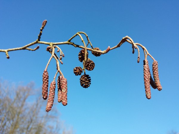 Ольха серая Alnus incana