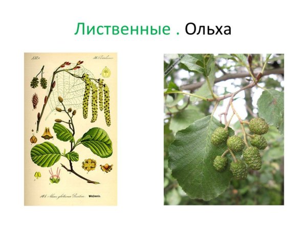 Ольха серая Alnus incana