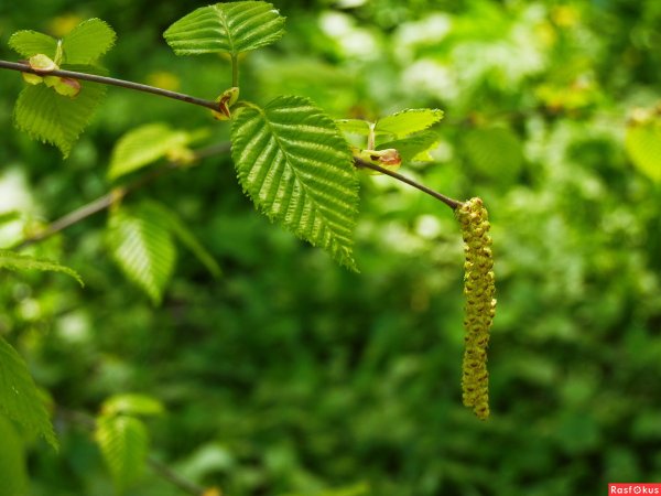 Ольха серая Alnus incana