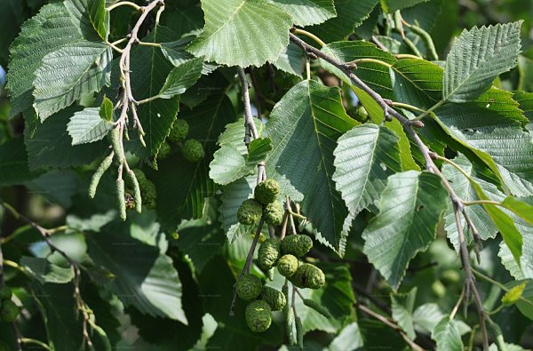 Alnus glutinosa ольха черная цветет