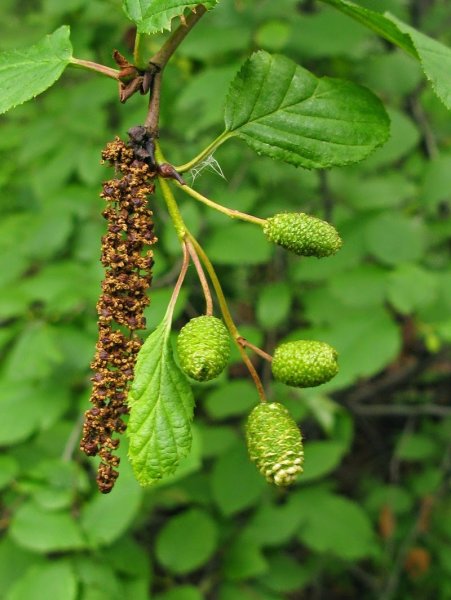 Alnus glutinosa