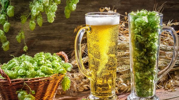Хмель и солод пиво