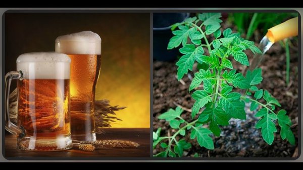 Пиво и цветы