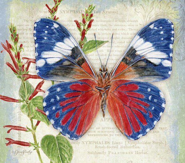 Бабочки художник Jane Shasky