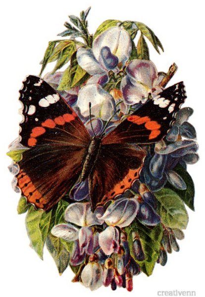 Бабочка на цветке