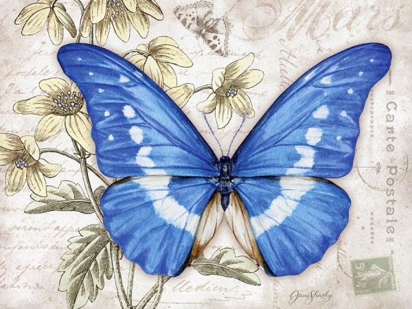 Бабочки художник Jane Shasky