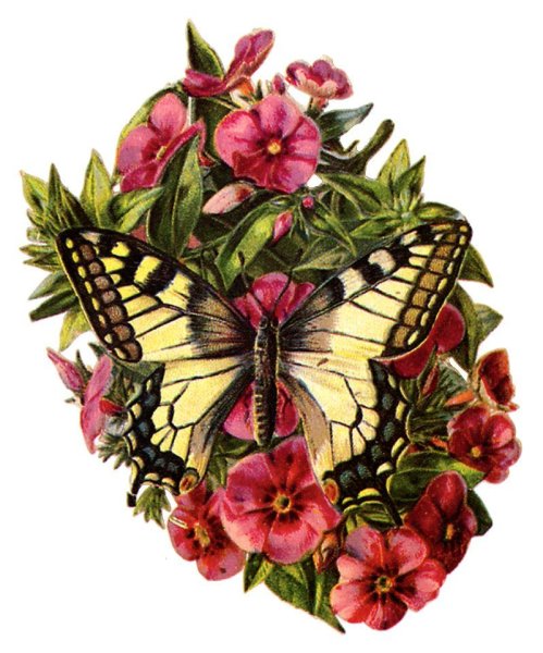 Бабочки в цветах