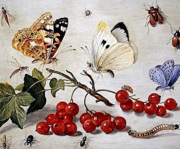 Ян Ван Кессель картины насекомых