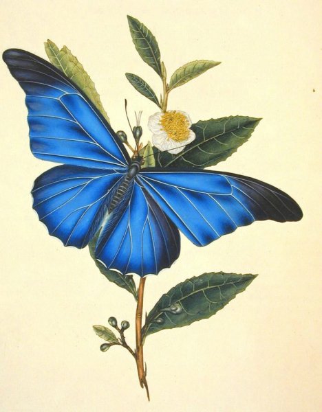 Бабочки Ботаническая иллюстрация