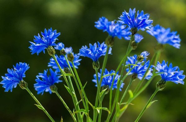 Василек Волошка